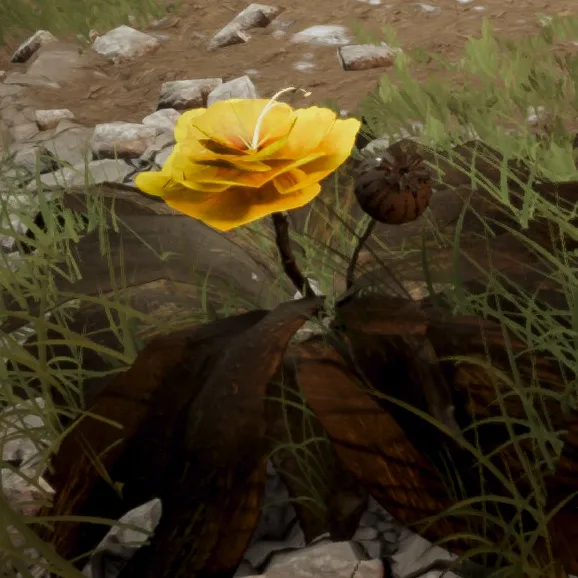 Black Saffron, a dark flower that is a Rare Sample